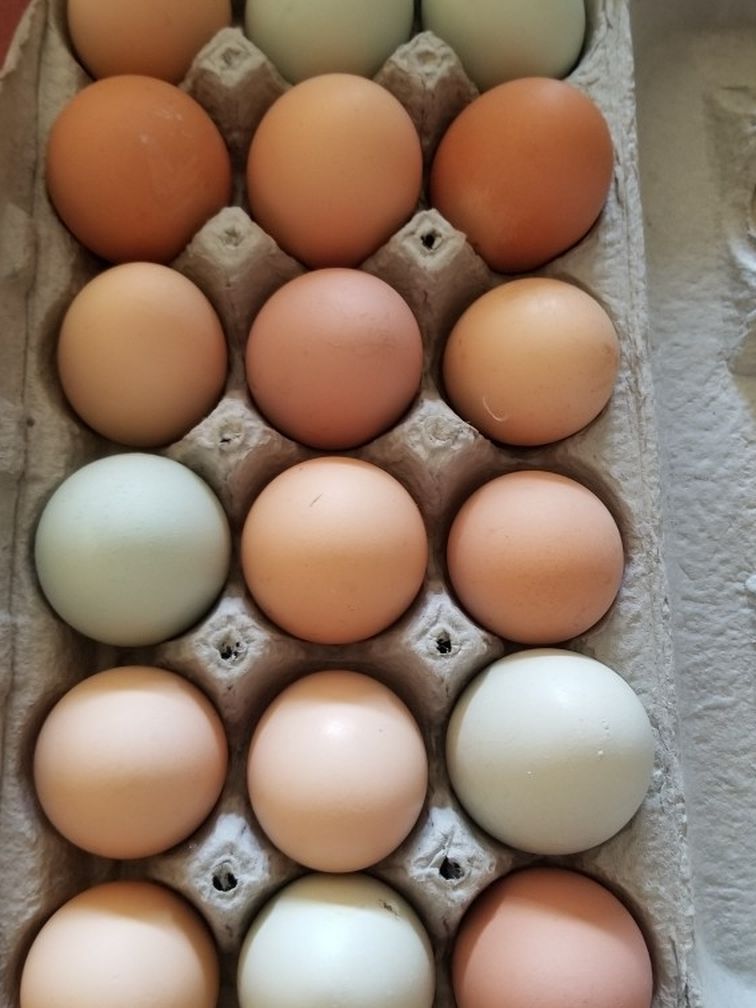 Fresh Organic Eggs