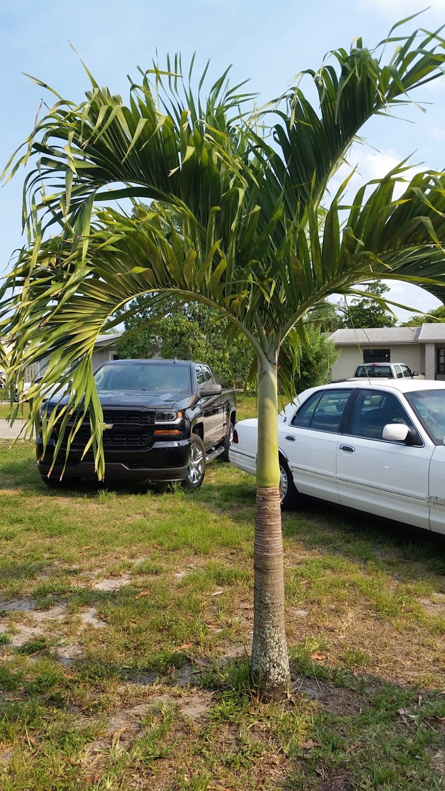 Royal Palm Plants