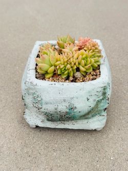 Succulents plants