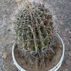 Hook barrel cactus 2 yellow 1 red $30 each