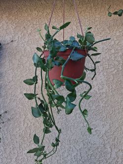 Parachute Plant $35
