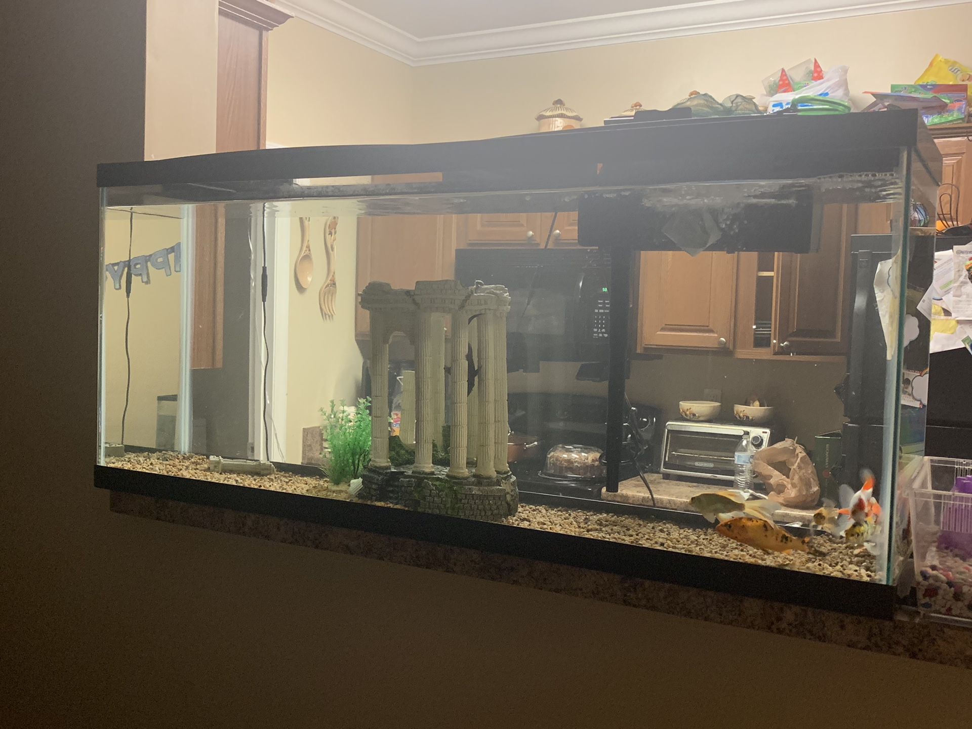 55 gallon fish tank with filter lights and decoration