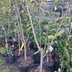 Arbol De Durazno Injertado 4 En 1