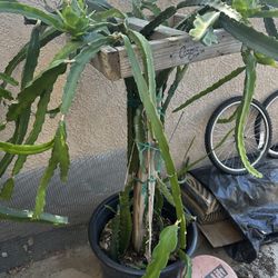 Dragon Fruit Cuttings