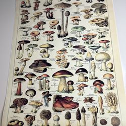 Vintage Style Mushroom Art Botanical Photo
