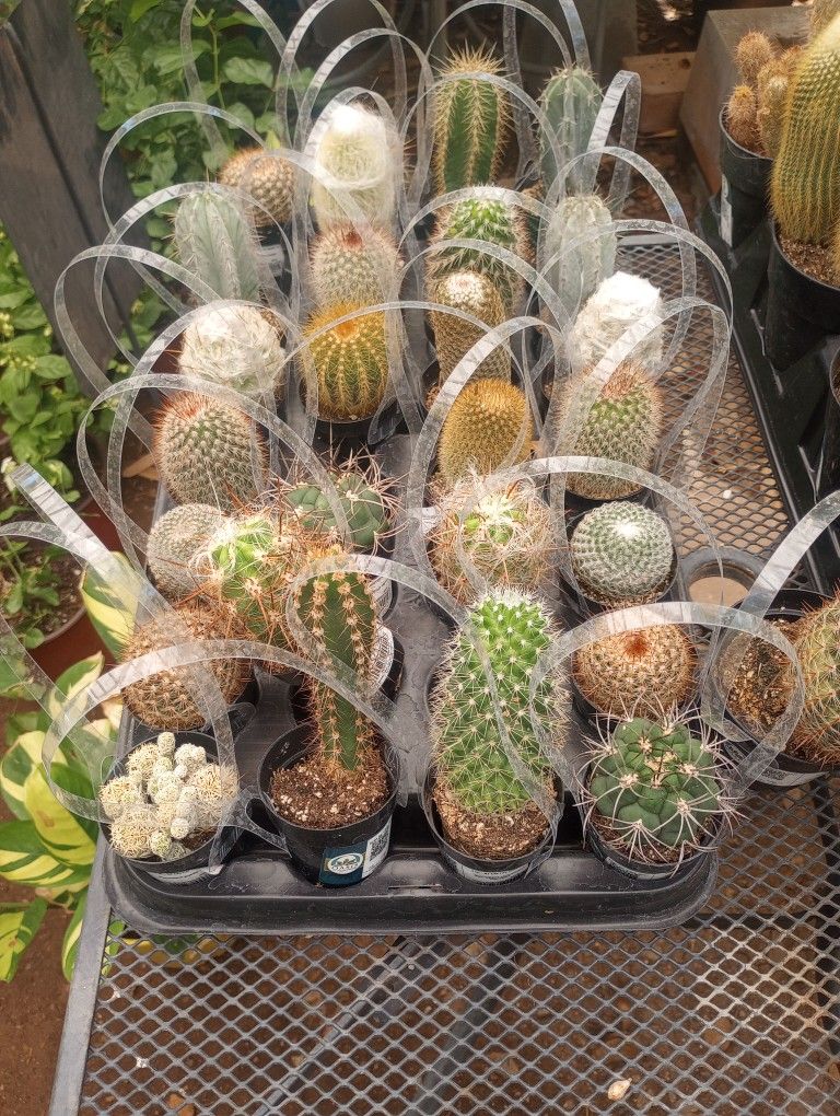 UNIQUE VARIETY OF CACTUS 