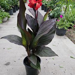 Canna Lyli PLANTS ARRIVE, BEAUTIFUL AND HEALTHY. $15 EACH. First come first serve.