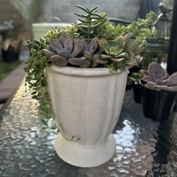 Succulent Arrangement 