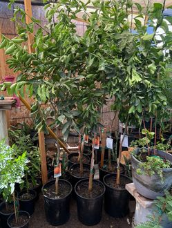 Mandarín 🍊Daisy And Freemont Tangerine 🍊 Trees 5F And 4F The Tall $60 Each Price Firm
