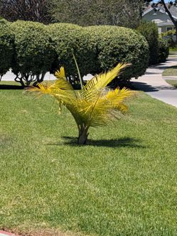 Small palm tree