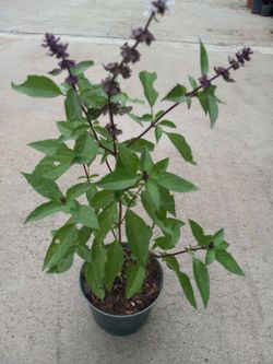 ALBACAR FOOD PLANT 6.00 DLLS
