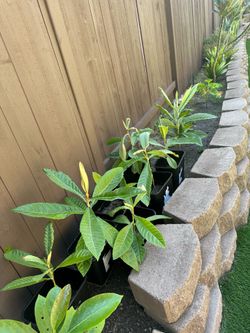 Loquat fruit trees