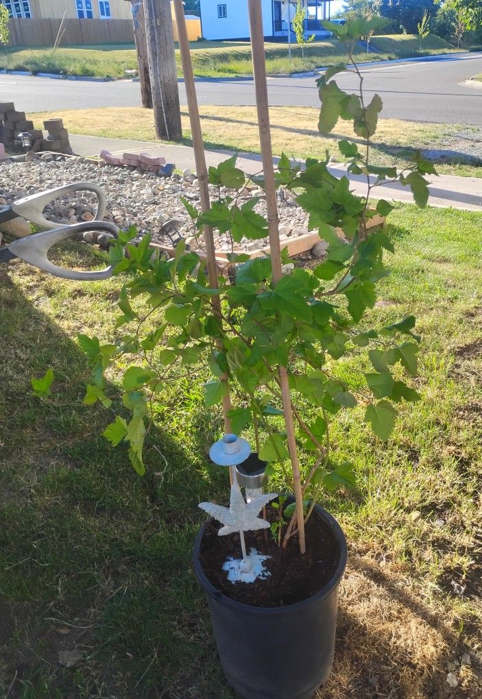 3 Ft Healthy Native Nine Bark Tree