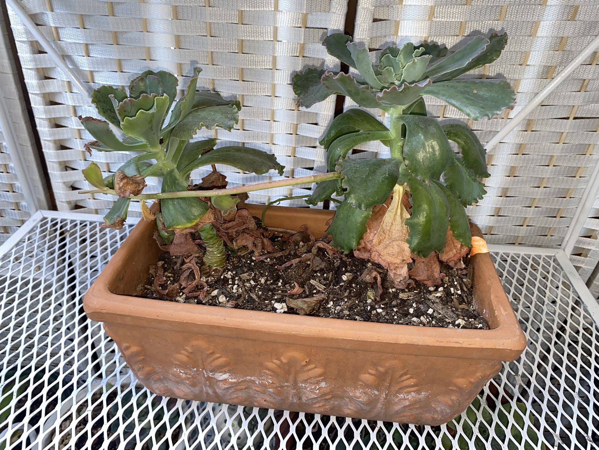 Two For $15 Succulents 