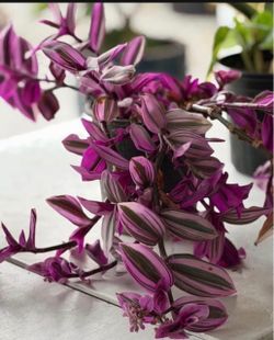 Tradescantia Zebrina Live Plant