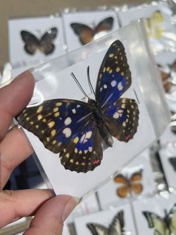 Pinned Butterflies