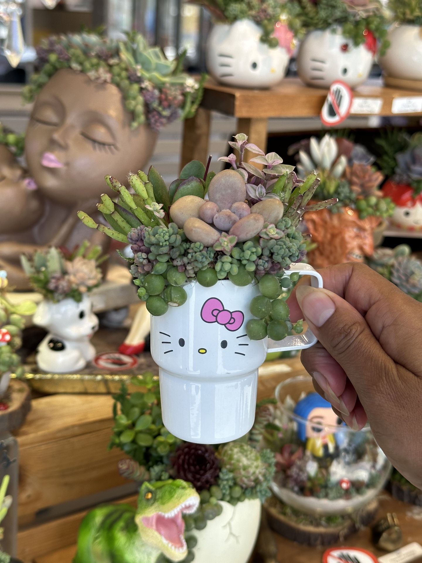 Hello Kitty Stanley Succulent Arrangement