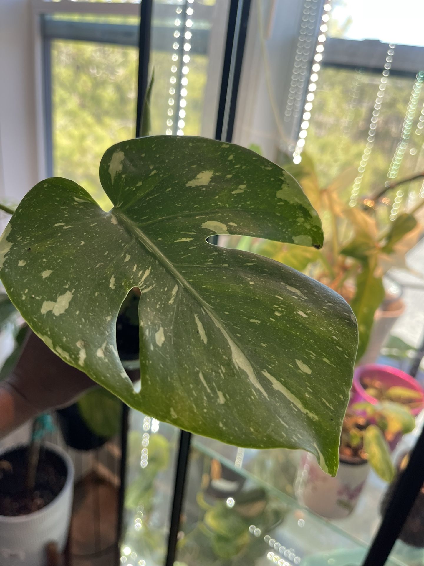 Monstera Thai Con Rare