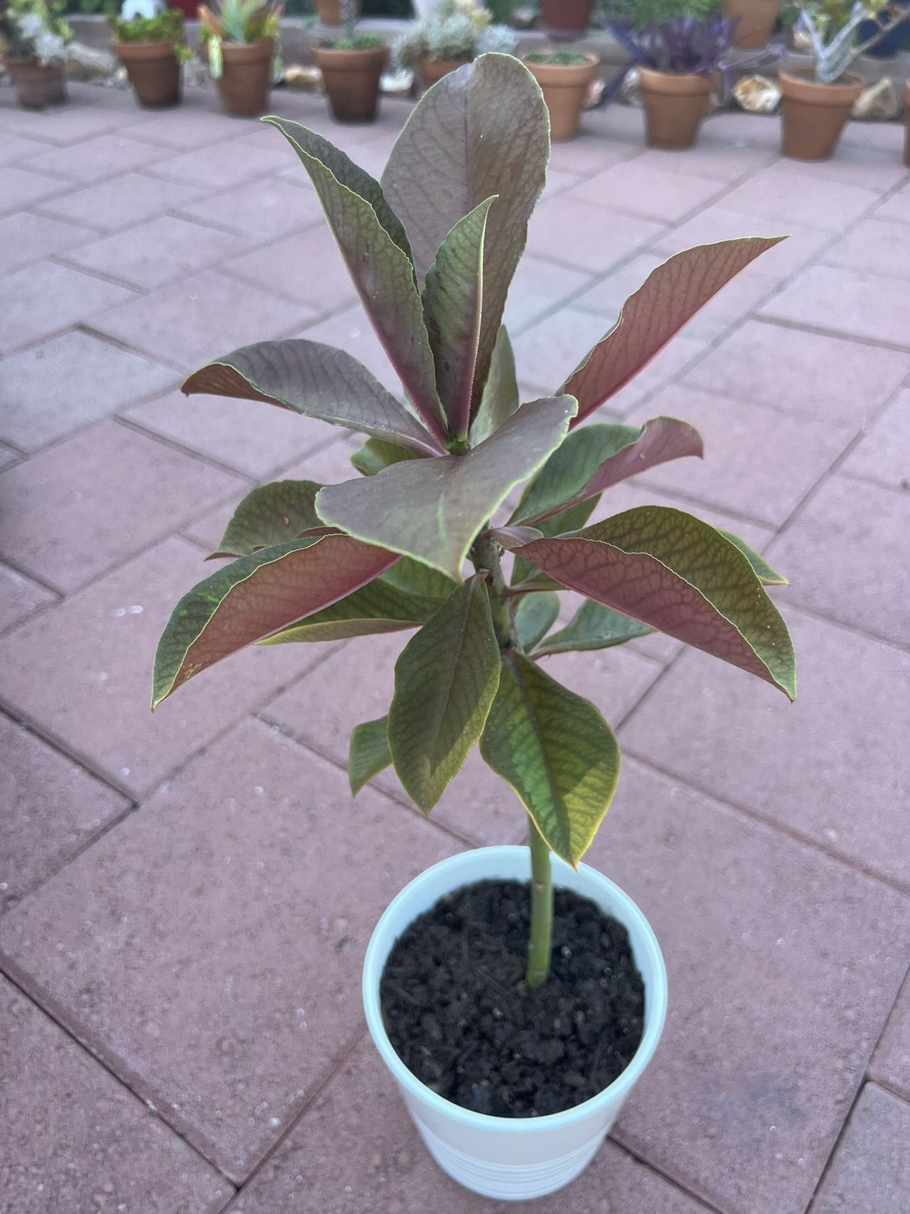 Homegrown Large African Milk Bush Plant In White Ceramic Pot