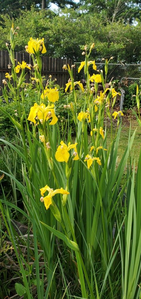 Yellow Water Irises