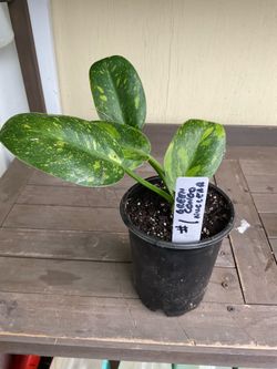 Philodendron green Congo nuclear plants