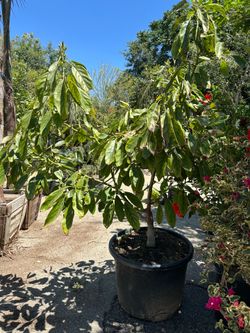 Hass avocado tree 25gal