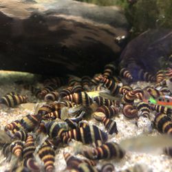 Driftwood And Other Items