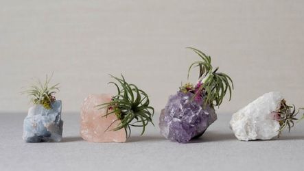 Crystals or wood Air plant or succulent holder planter desk table planter healing stones