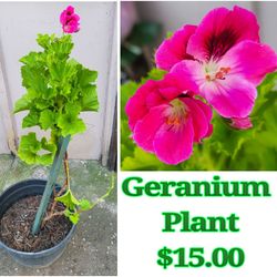 Geranium Plant