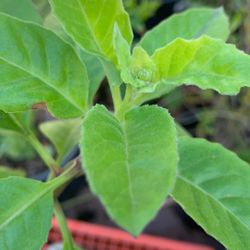 Insulina  Planta/ Mide 27 Pulgadas