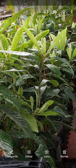 NÃsperos