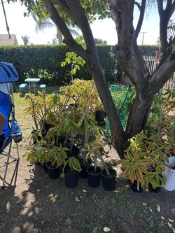 Plumeria Plants