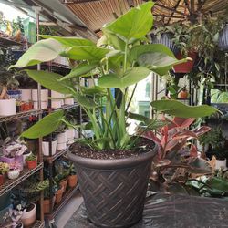 Monstera Deliciosa Indoor Plant