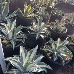 Agaves