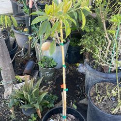Arboles Frutales Tropicales 