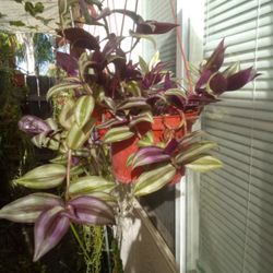 Transdescantia 