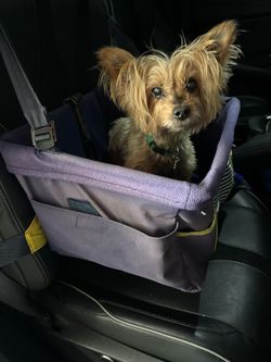 Small dog car pet secure car seat carrier