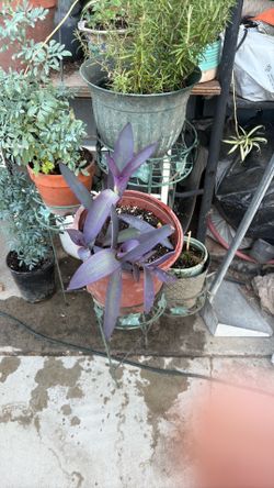 Plantas naturales de diferentes tamaños y precios