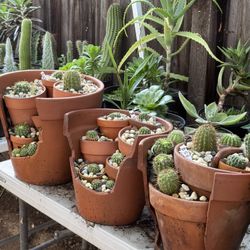 Succulents Plants 4”pot