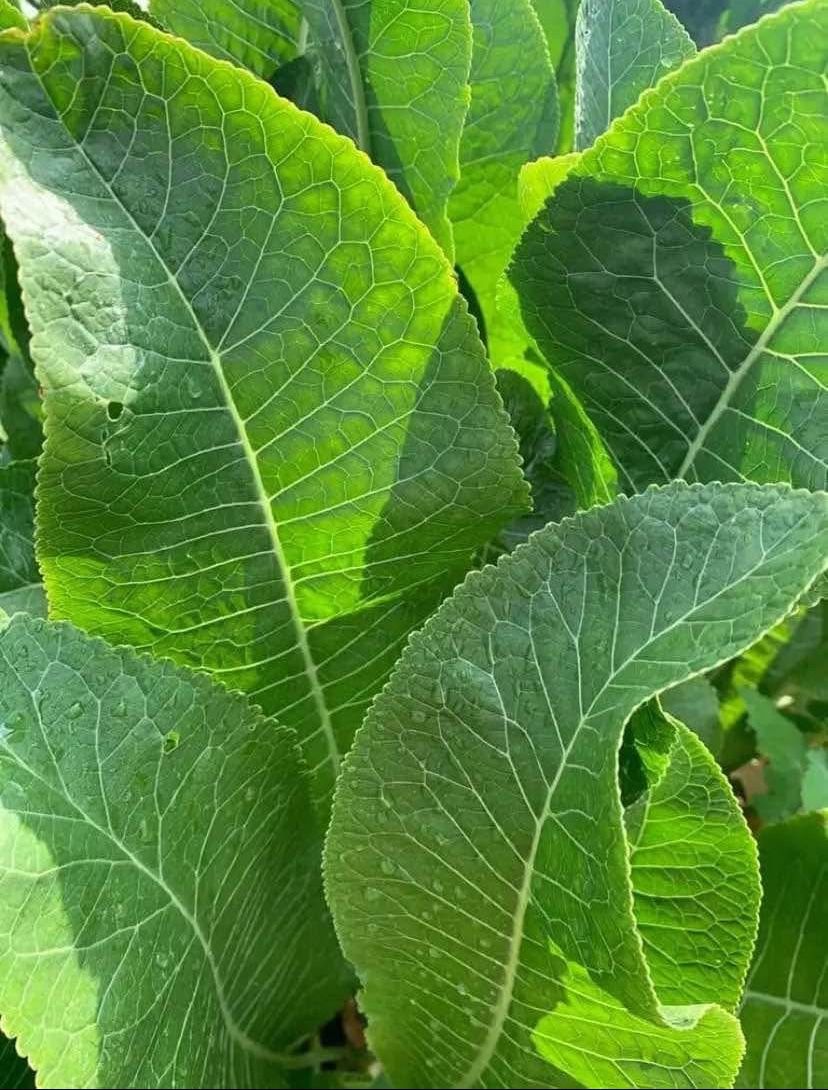 Outdoor Herb - HORSERADISH