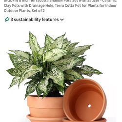 New 8” terracotta pots and saucers.  Set of 2.