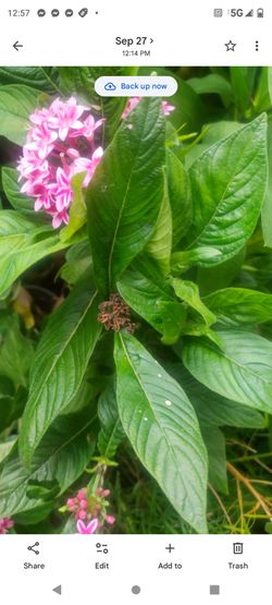 Penta morada 5g