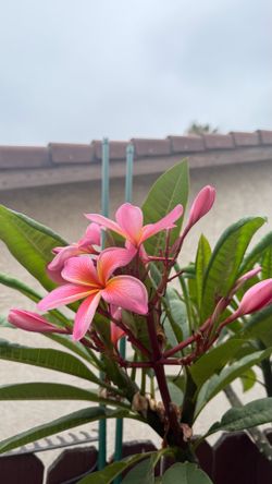 Plumerias