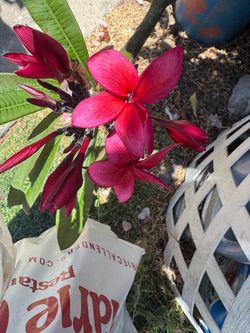 Red. Plumeria. Branch. Come with   Rooster for. 25 at. Piesa