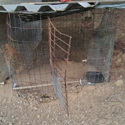 Rooster Cage 