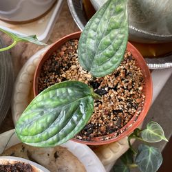 Monstera Peru