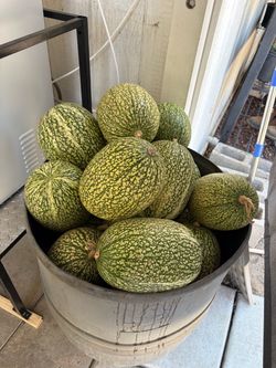 Chilacayotas de 6 y 8 dolars