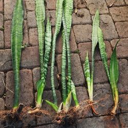 Snake Plant Aka Mother In Law Tongue, $1 