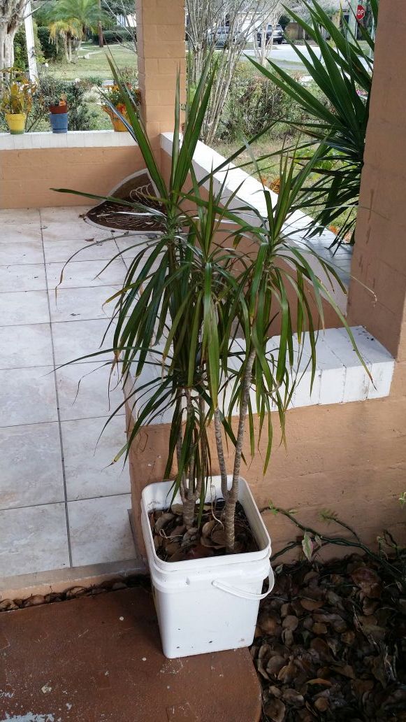 Free plants