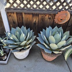 Large Agave Parryi  "TRUNCATA MESCAL" Artiichoke